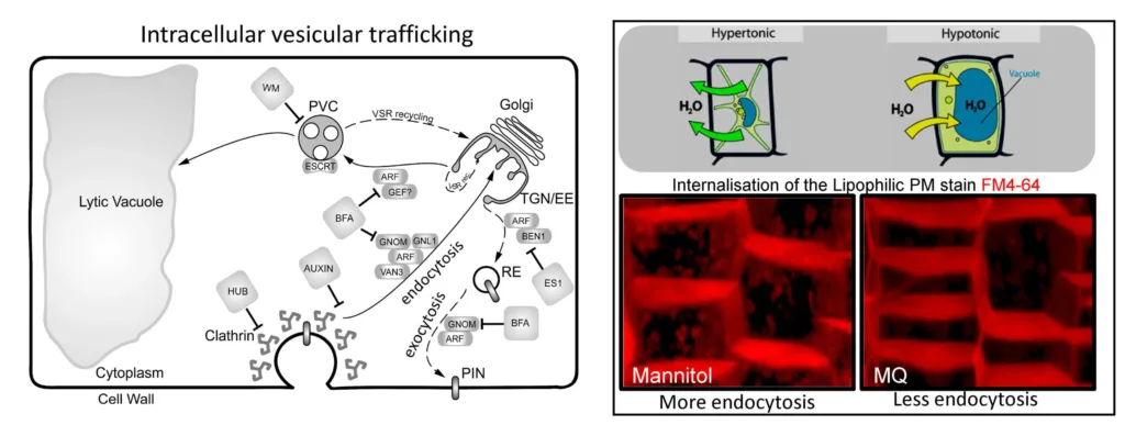 Intracellular vesicular trafficking