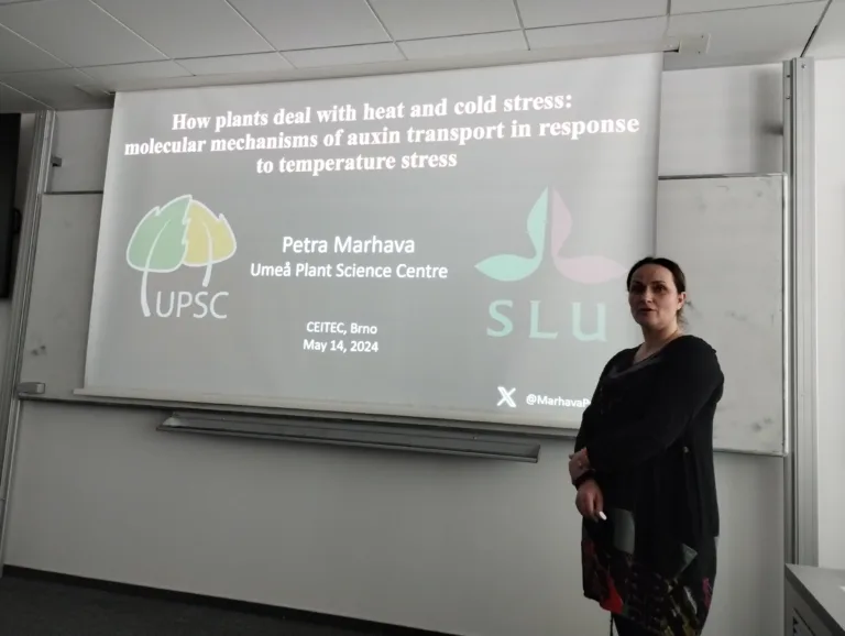Petra Marhava at MCS-CEITEC – How Plants Deal with Heat and Cold.