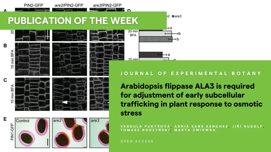 sub-cellular trafficking visalised by PINs as markers.